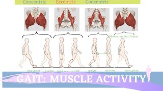 Gait Muscular Activity amp Action [upl. by Ennaylime]