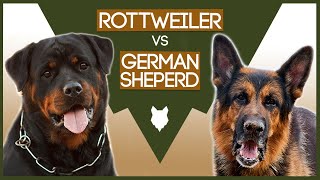 ROTTWEILER vs GERMAN SHEPHERD [upl. by Yenolem722]