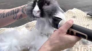 How to groom an English Angora rabbit [upl. by Annodahs788]