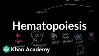 Hematopoiesis  Hematologic System Diseases  NCLEXRN  Khan Academy [upl. by Tiemroth607]