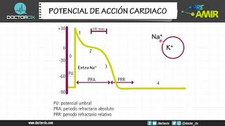 POTENCIAL DE ACCION CARDIACO [upl. by Anawahs530]