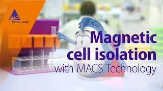 Magnetic cell isolation with MACS Technology [upl. by Yrac255]