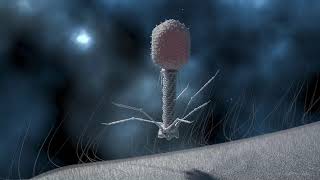 T4 Phage Replication [upl. by Lindemann]