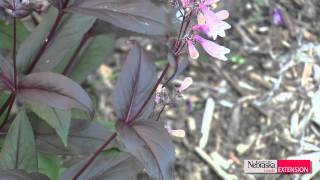 Green and Growing Tip Penstemons [upl. by Longtin]