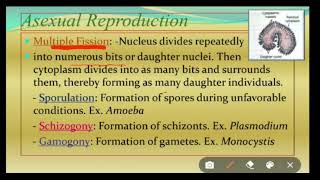 Reproduction in Protozoa [upl. by Ellersick]