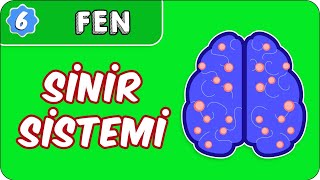 Sinir Sistemi  6 Sınıf Fen evokul Kampı [upl. by Eirased470]