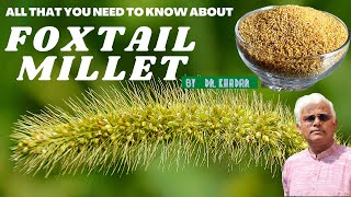 All that you need to know about FOXTAIL MILLET  Dr Khadar [upl. by Barny]