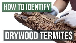 How to Identify Drywood Termites [upl. by Acilejna749]