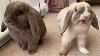 Mini Lop Rabbits  Holland Mini Lop Bunnies Playing [upl. by Mairb]