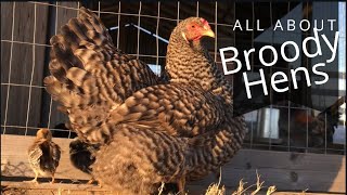 Everything You Need To Know About Broody Hens [upl. by Fantasia]