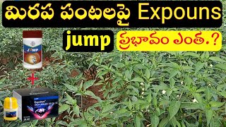 BASF Exponus  Exponus Basf insecticide  exponus insecticide telugu [upl. by Therron]