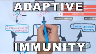 Overview of Adaptive Immunity [upl. by Nosned172]