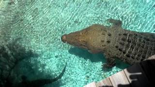 16 ft Saltwater Crocodile Jumping for Hat [upl. by Eyram]