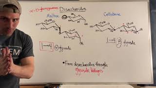 Forming Disaccharides via Glycosidic Linkages [upl. by Alithia]