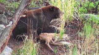 Bear eats elk calf alive  RAW uncut version  Yellowstone National Park [upl. by Ardna]