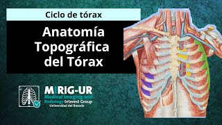 Anatomía topográfica del tórax  MIRIG UR [upl. by Radford40]