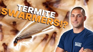 What Are Termite Swarmers [upl. by Arammahs]