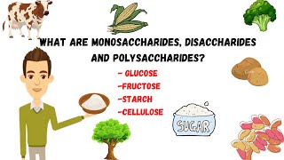 Monosaccharides disaccharidepolysaccharides sugarssucrosestarchcellulose [upl. by Hippel]