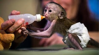 10 Cutest Newborn Baby Monkeys Ever [upl. by Annahoj513]