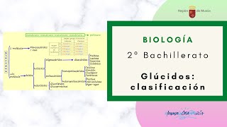 GLÚCIDOS CLASIFICACIÓN [upl. by Nuhsed622]