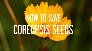 How to Save Coreopsis Seeds [upl. by Quintilla]