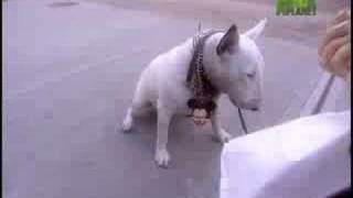 Breed All About It  Bull Terrier [upl. by Ennayd]