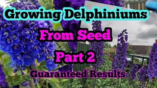 Growing DELPHINIUMS from seed part 2 [upl. by Eiten]