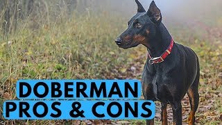 Doberman Pinscher Pros and Cons [upl. by Levram79]