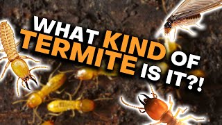 How To Tell Termites Apart [upl. by Anse]