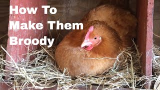 How to Make Hens Broody [upl. by Byram]