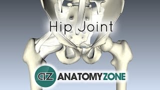 Hip Joint  3D Anatomy Tutorial [upl. by Aisya]