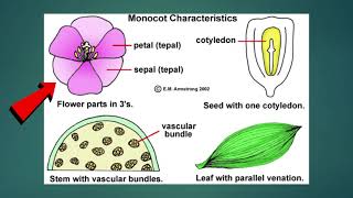 Science  Grade 6 Monocotyledons and Dicotyledons [upl. by Karola213]