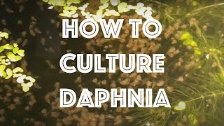 How To Culture Daphnia Magna [upl. by Pavior728]