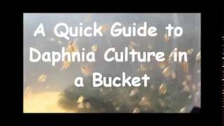 How to culture daphnia outside [upl. by Alyos]