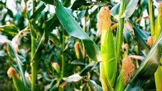 How to Grow Corn  Complete Growing Guide [upl. by Lucretia]