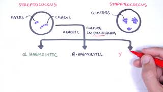 Microbiology  Streptococcus species [upl. by Esiralc]