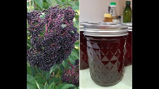 Elderberry Syrup  Harvest To Canned [upl. by Oilut627]