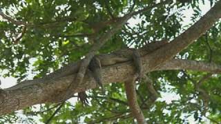 Crocodiles Can Climb Trees Researchers In Climbing Study Observed [upl. by Eevets914]