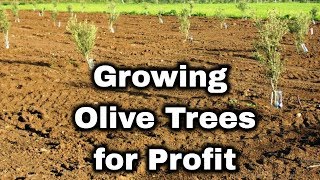 Olive Tree Farming for Profit [upl. by Imer]