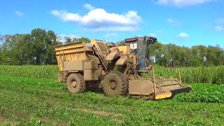 Harvesting Green Beans in Southern Michigan  September 2017 [upl. by Bright]