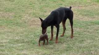 Doberman Puppy Meets The Big One [upl. by Herring410]