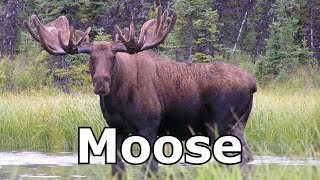 Moose Sounds Moose Pictures The Sound A Moose Makes [upl. by Gschu]