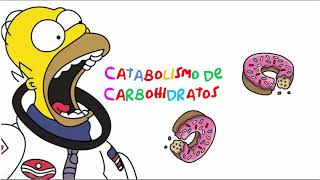 Introducción al metabolismo de carbohidratos [upl. by Ipoillak]