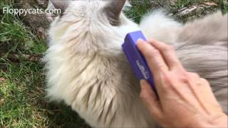 Cat Deshedding Tool Review EquiGroomer Grooming Tool for Pets Product Review  Floppycats [upl. by Anihtyc675]