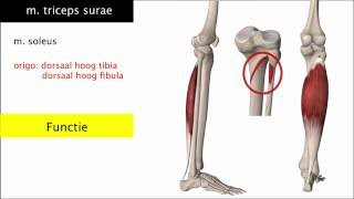 De onderbeenspieren triceps surae en tibialis anterior  voetbewegingen [upl. by Htiduj]