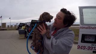 14 Senior Dachshunds get a Second Chance  Stray Rescue of StLouis [upl. by Glad]