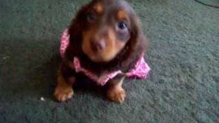 DACHSHUND PUPPY HERSHEY [upl. by Waylon]