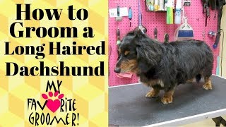 Grooming a Long Haired Dachshund [upl. by Ainessey]