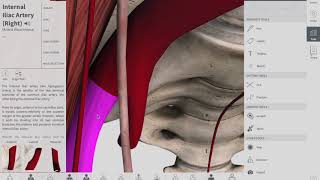 Ureter  Anatomy  Complete [upl. by Asiluj]