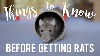 Rat Care For Beginners [upl. by Bahner178]